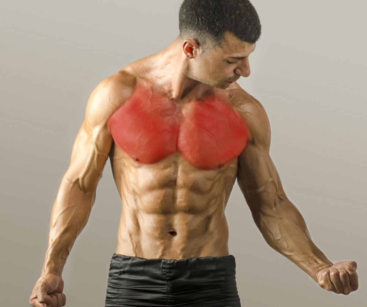 как называются мышцы на груди у мужчин фото 12