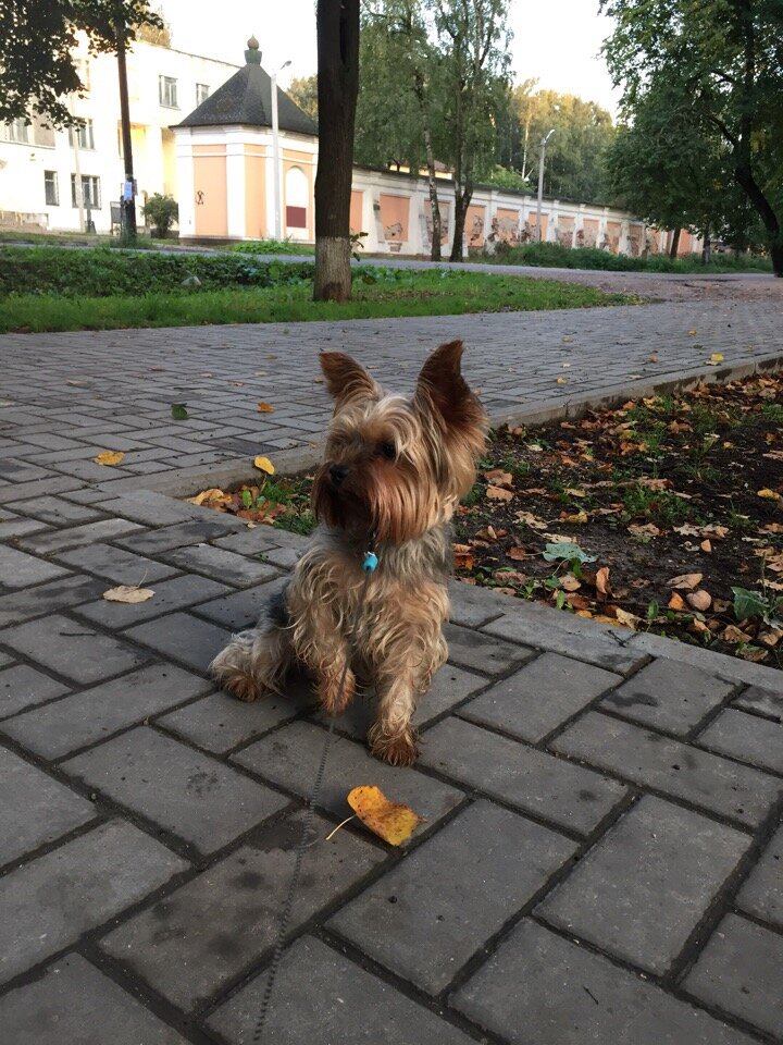 Дружище Тим