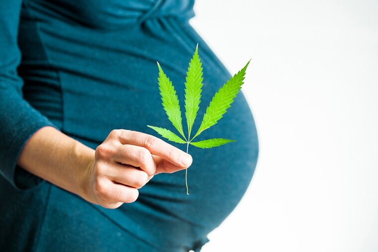 Влияние марихуаны a беременность созревает конопля