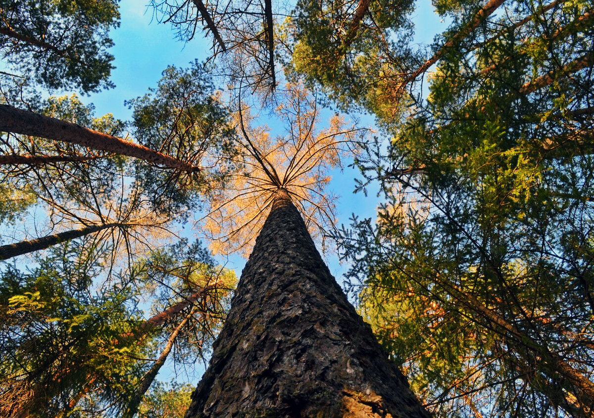 Лиственница Сибирская Larix sibirica