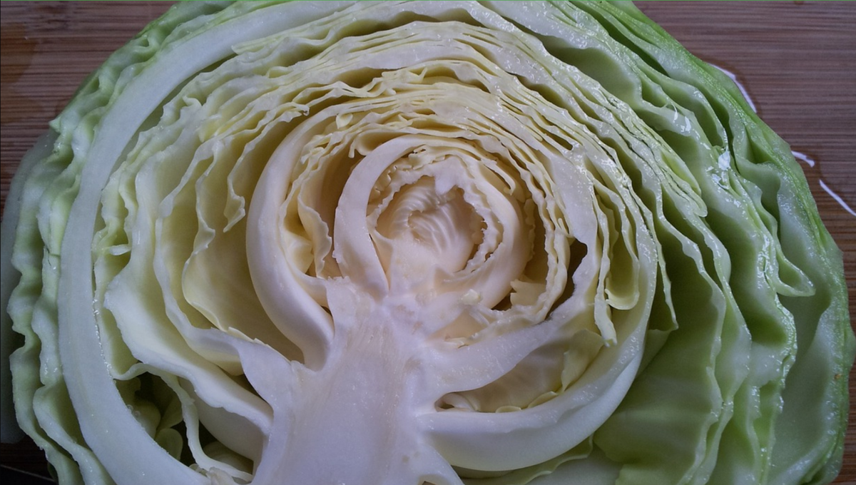 Капуста в разрезе