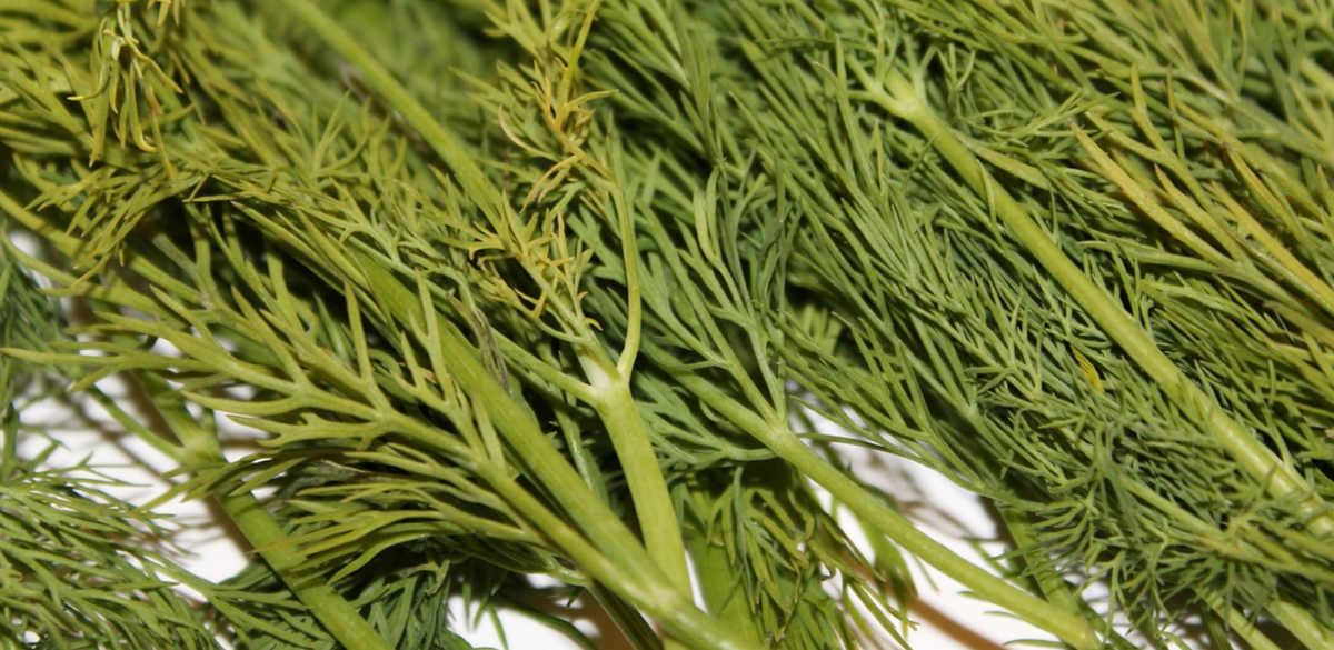 Толщина слоя разложенного для сушки укропа