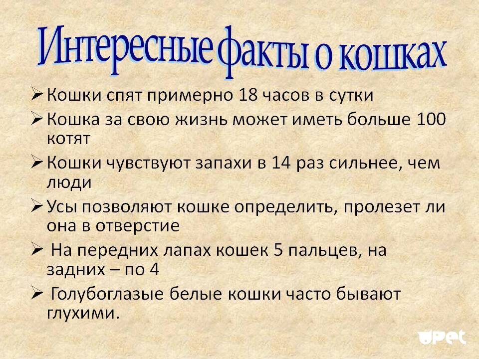 Факты о котах
