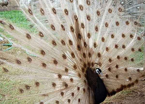 Источник фото: bcobzor.info