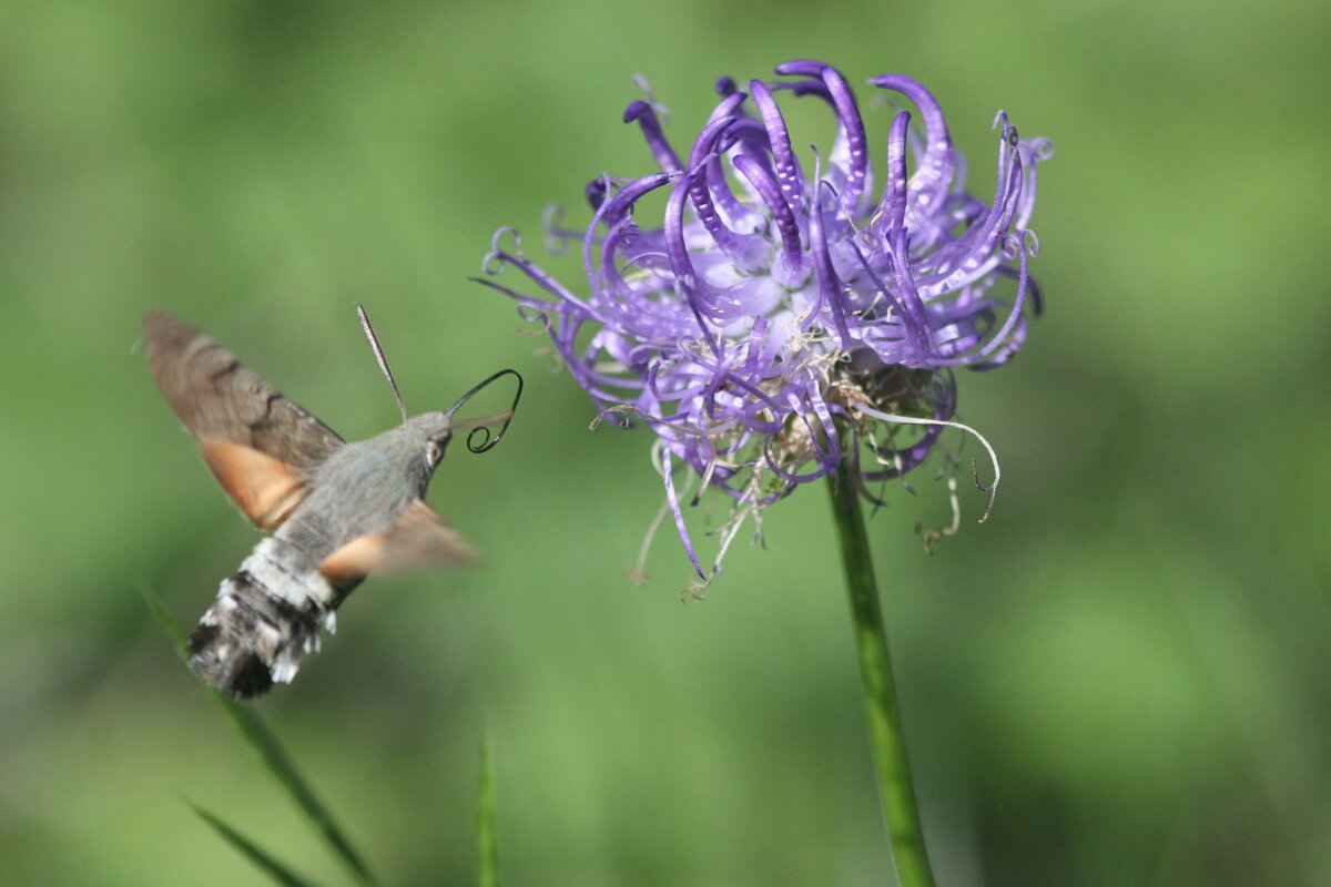 Macroglossum stellatarum