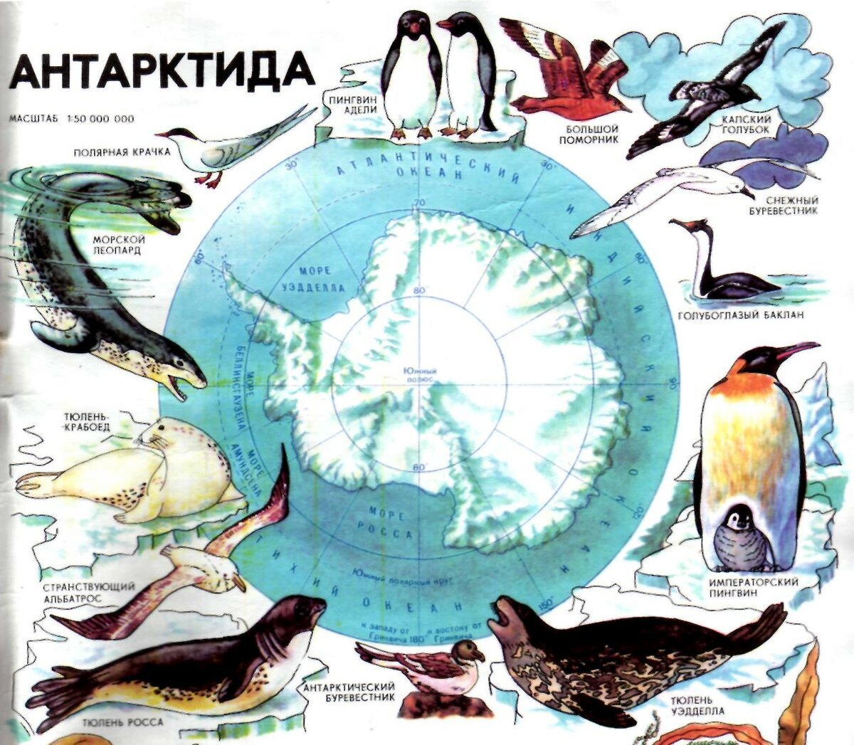 Животные Антарктиды учебник