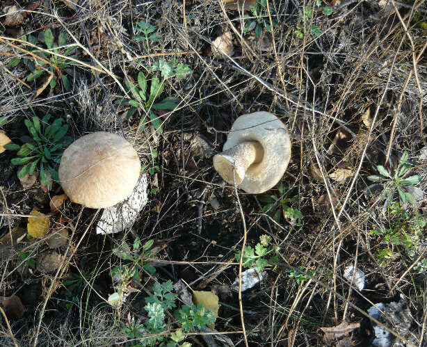 Белые грибы