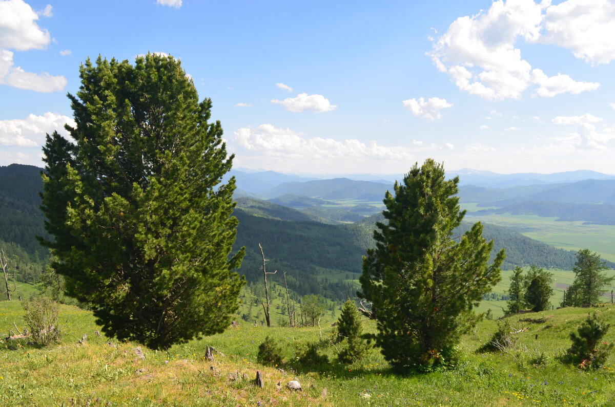 Сибирский кедр