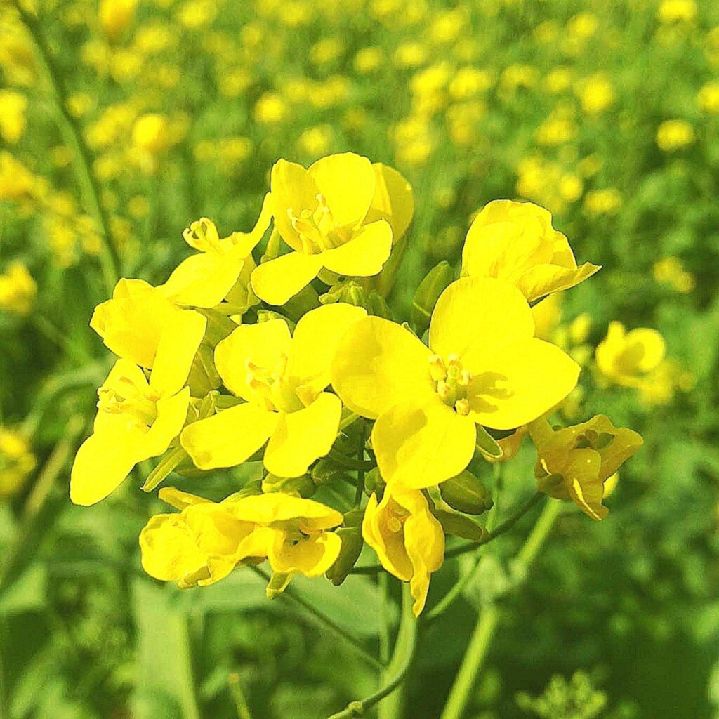 Куст горчицы