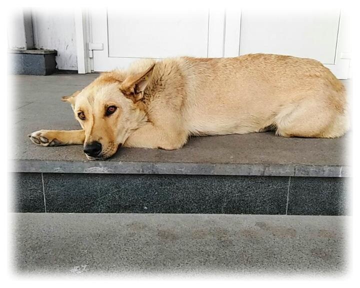 Лайза на пороге супермаркета