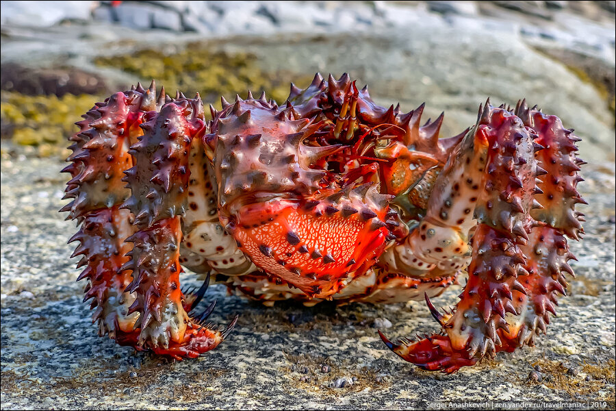 Крабы японского моря фото и названия