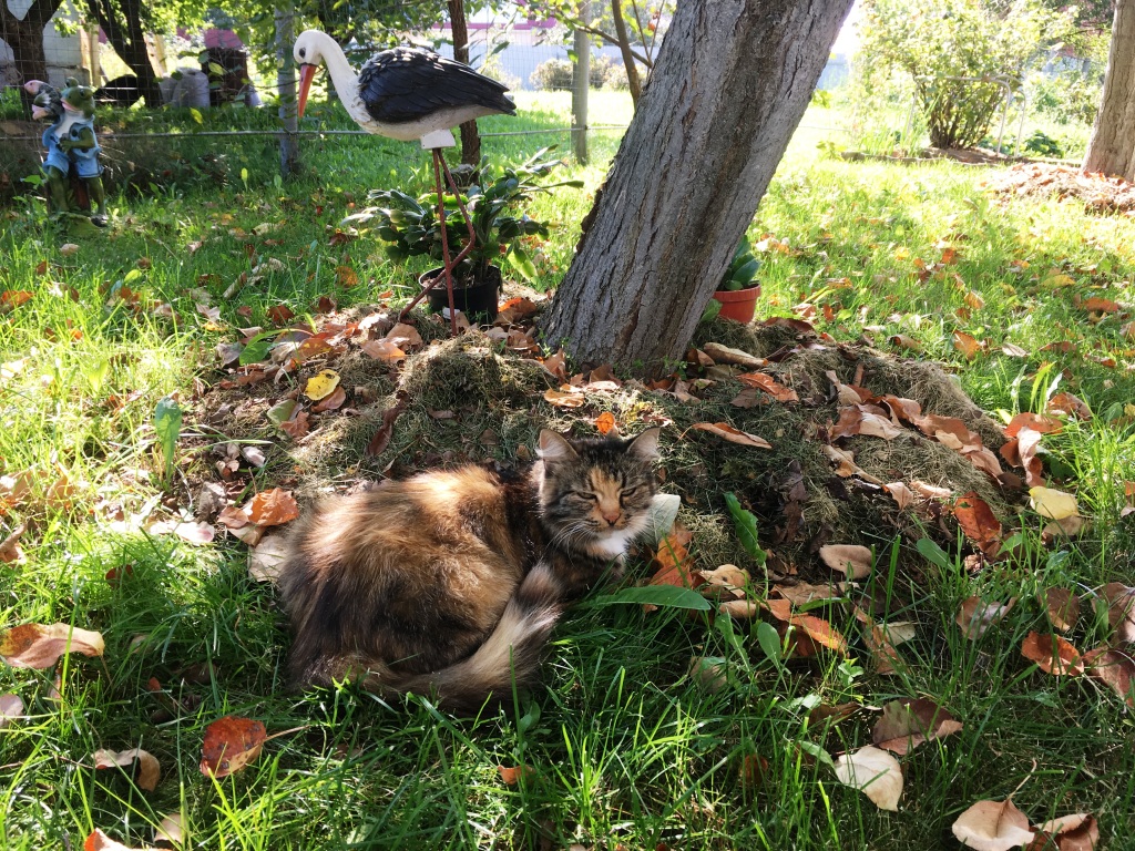 Чужая кошка Лиза такой расцветки, что ее не сразу-то и видно среди опавших листьев