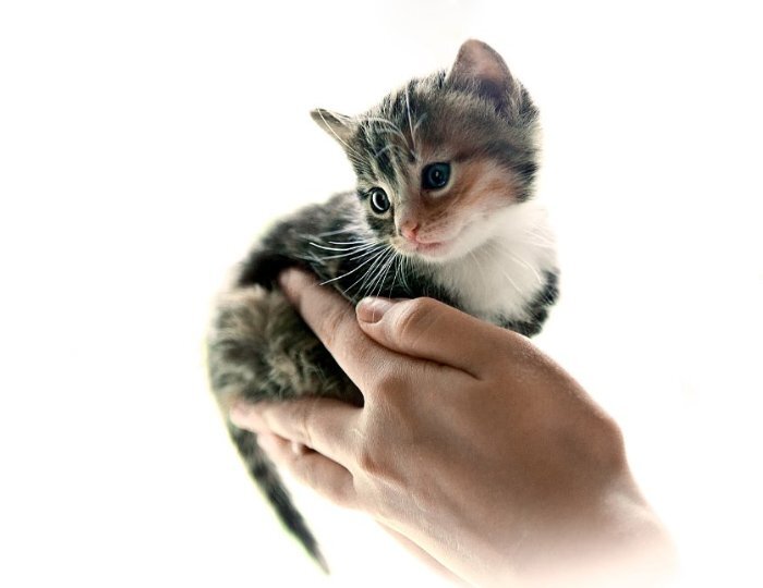 Kitty hand. Котенок на ладошке. Котенок на ладони. Котенок на руках. Кошка в ладонях.