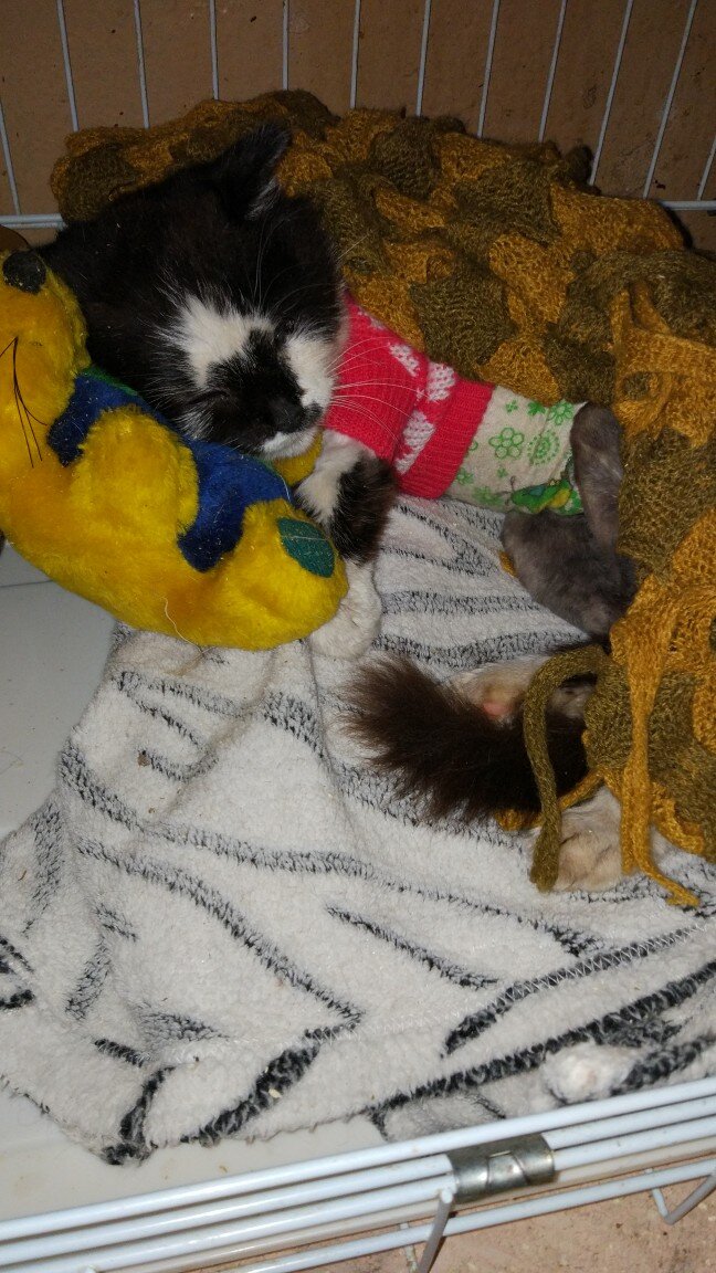 Фима грустит в Приюте