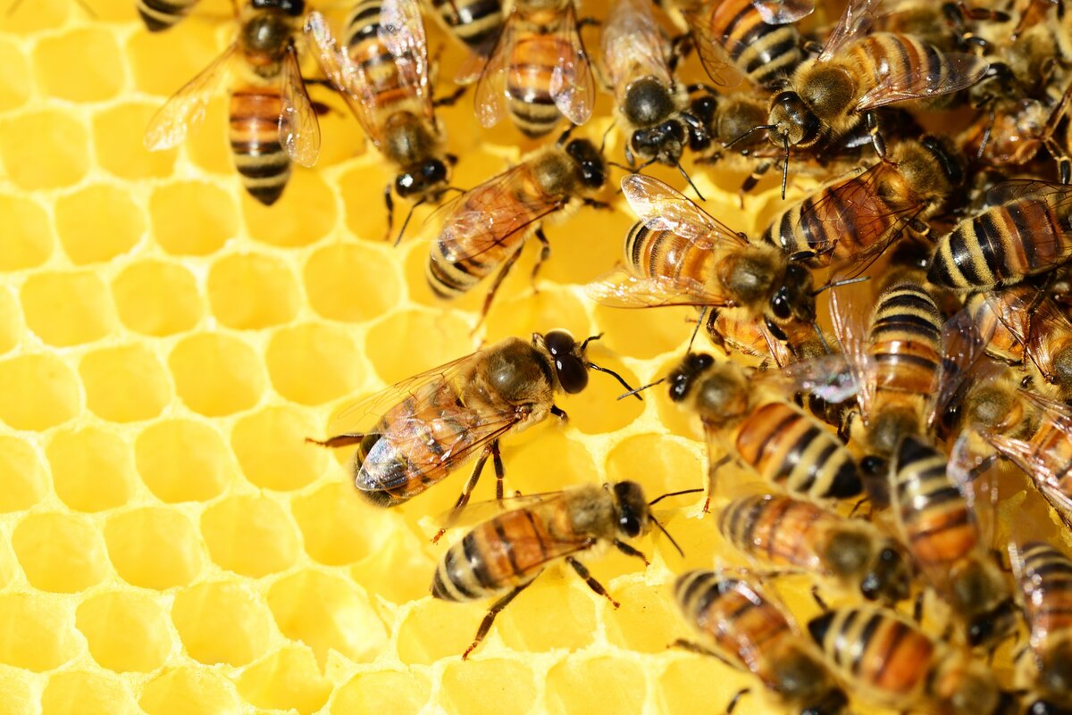 https://pixabay.com/photos/honey-bees-beehive-honey-bees-326337/