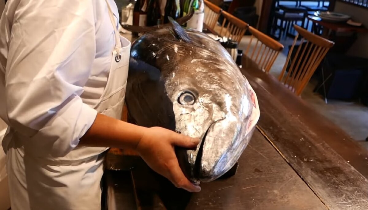 На фото крупный тунец. Эту рыбу обожают японцы. Точнее сказать, азиаты без неё жить спокойно не могут