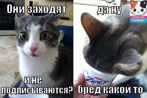 Смешные и забавные животные!!! Очередная подборка видео с братьями Нашими меньшими! Улыбнись!))) #юмор #животные #кошки #подборки #животное