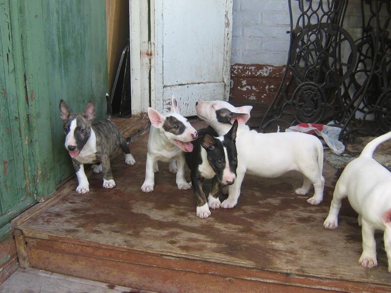 Щенки бультерьера