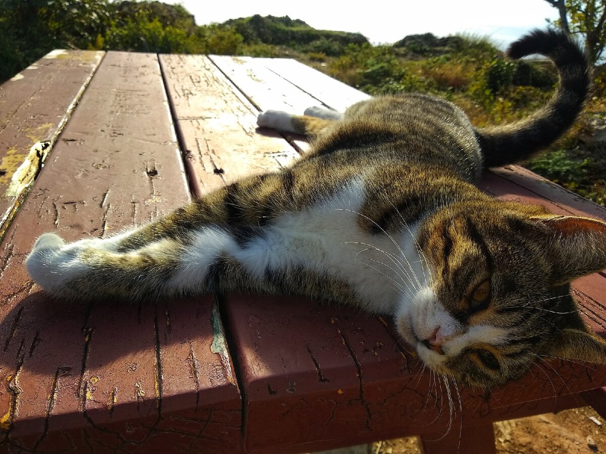 Турецкий кот. И его сейчас ничего не раздражает )) Фото из личного архива