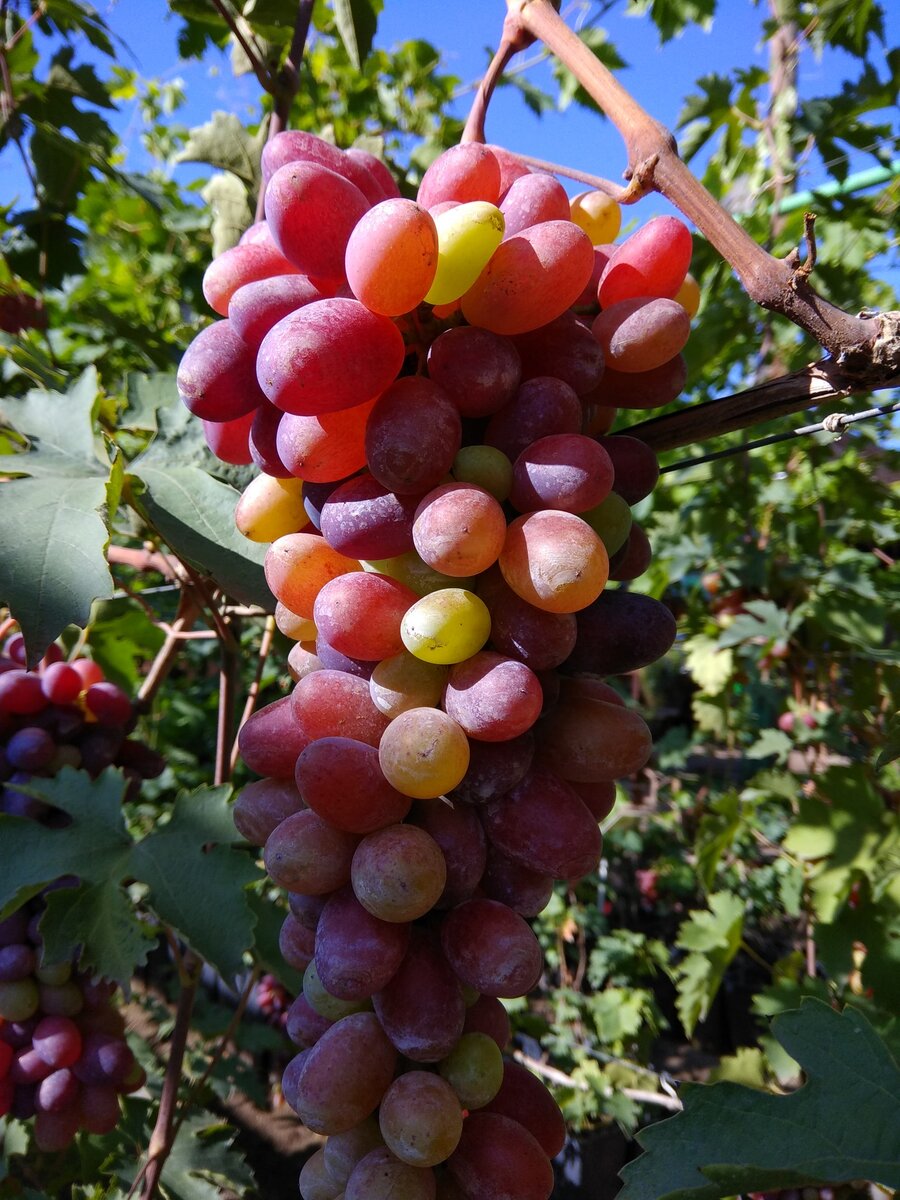 Виноград сорт Боголюбский