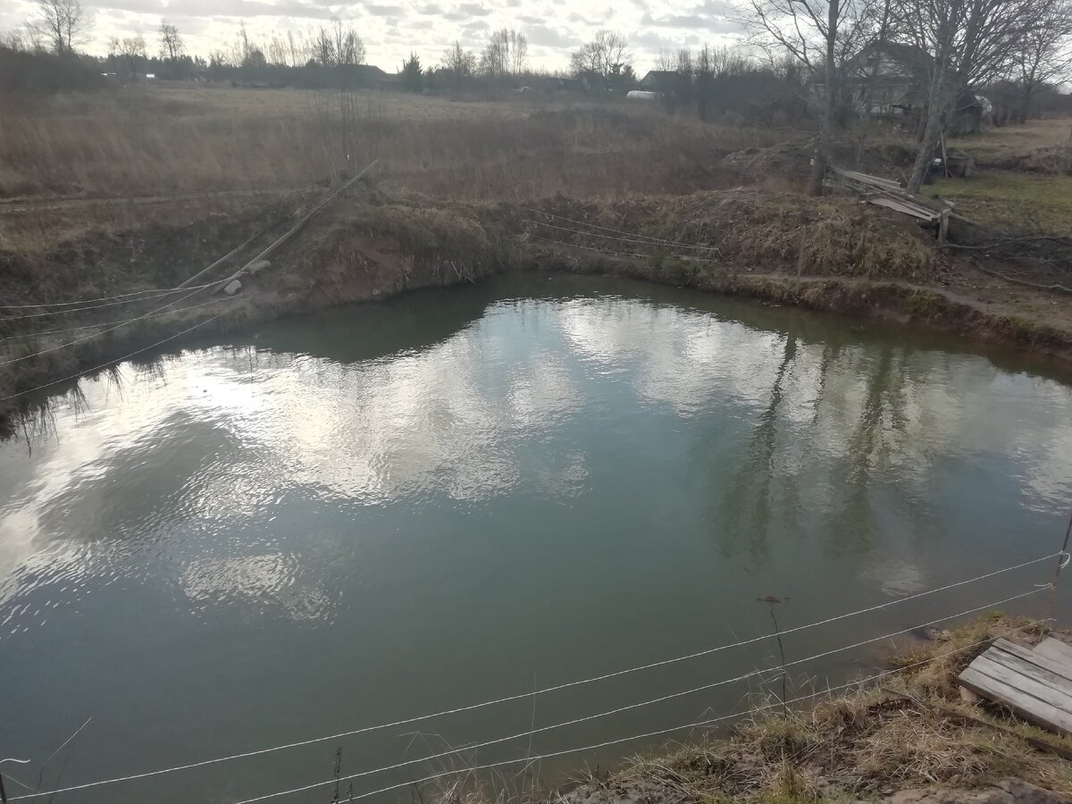 Виды рыб для разведения в искусственных водоемах и прудах