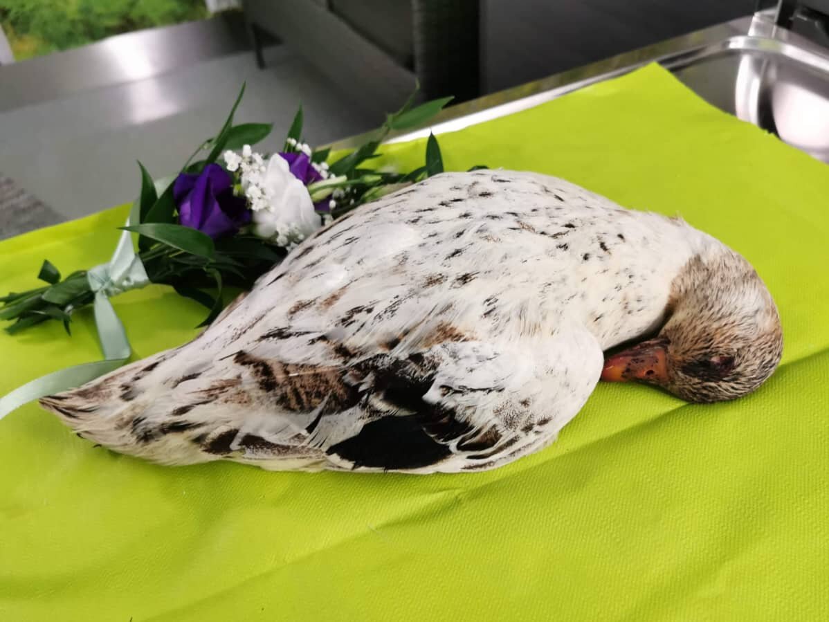 Собственный питомец Вирва, мини-утенок, отправился в свой последний поход к месту кремации.