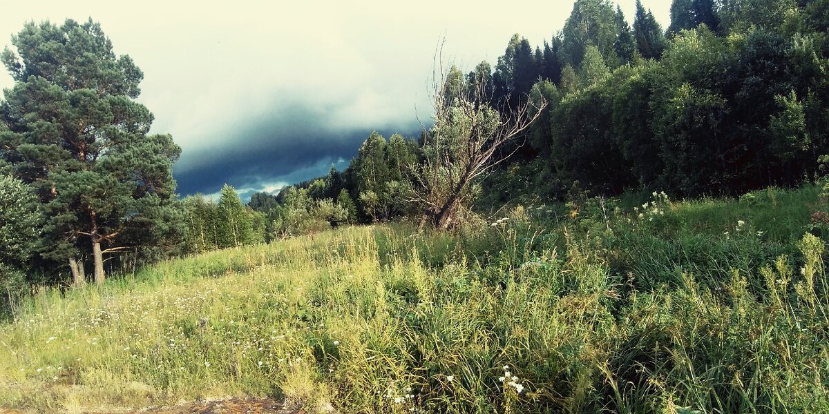 Одинокое  старое дерево 