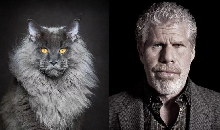 Актер, похожий на мейн-куна - конечно, это сравнение условное)