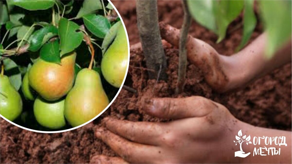 Можно ли посадить грушу. Выращивание груши. Условия выращивания груши. Способ выращивания груши. Технология выращивания груши.