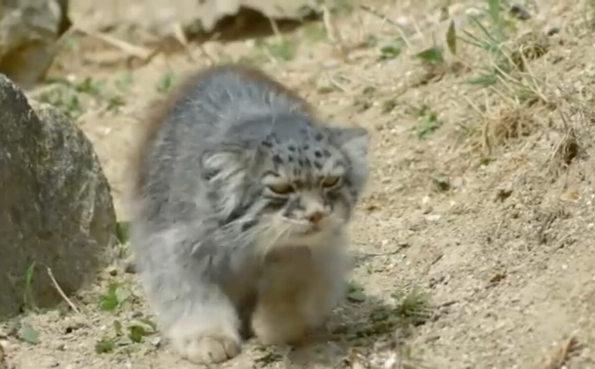 Манул был обнаружен в 1776 г в районе Каспийского моря натуралистом П. Палассом. Иногда кота называют палласов кот.