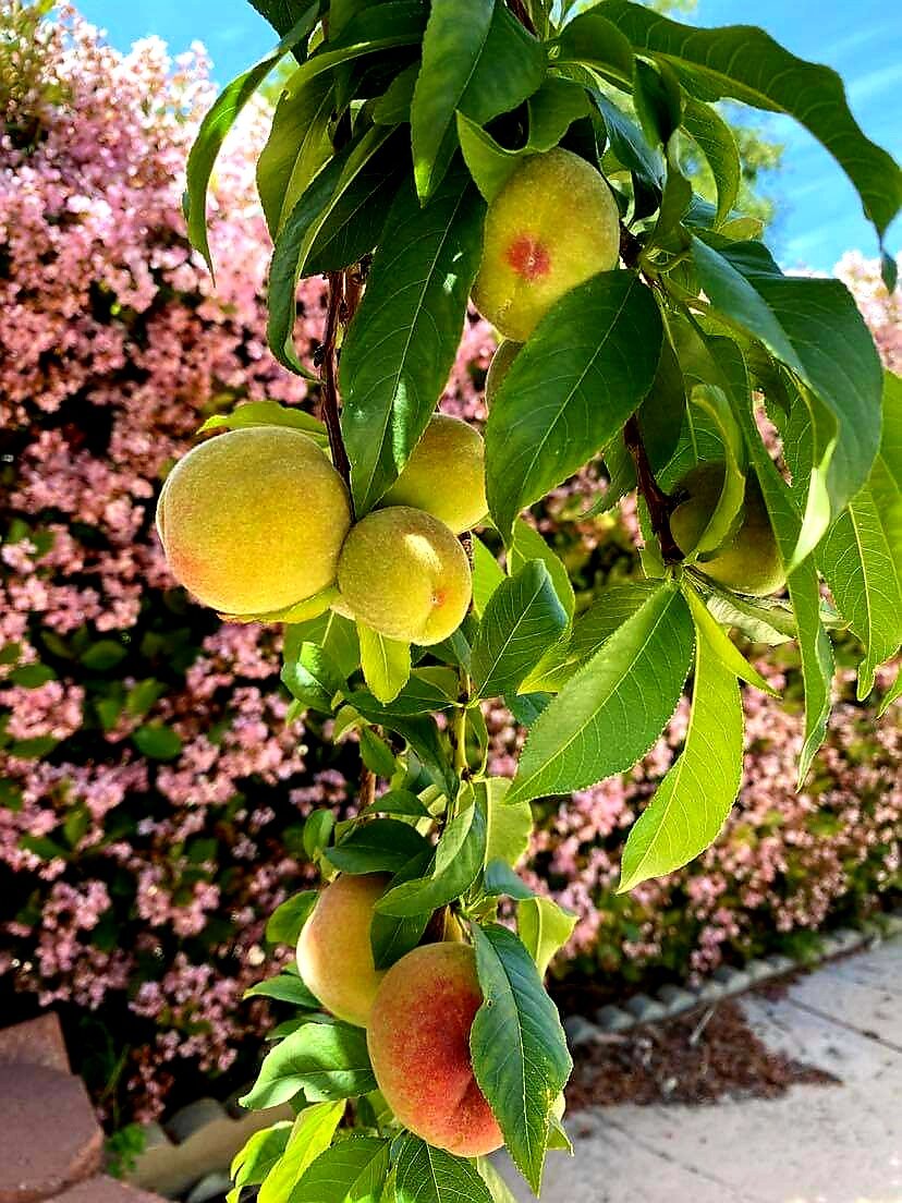Зреют мои персики. (Фото автора).