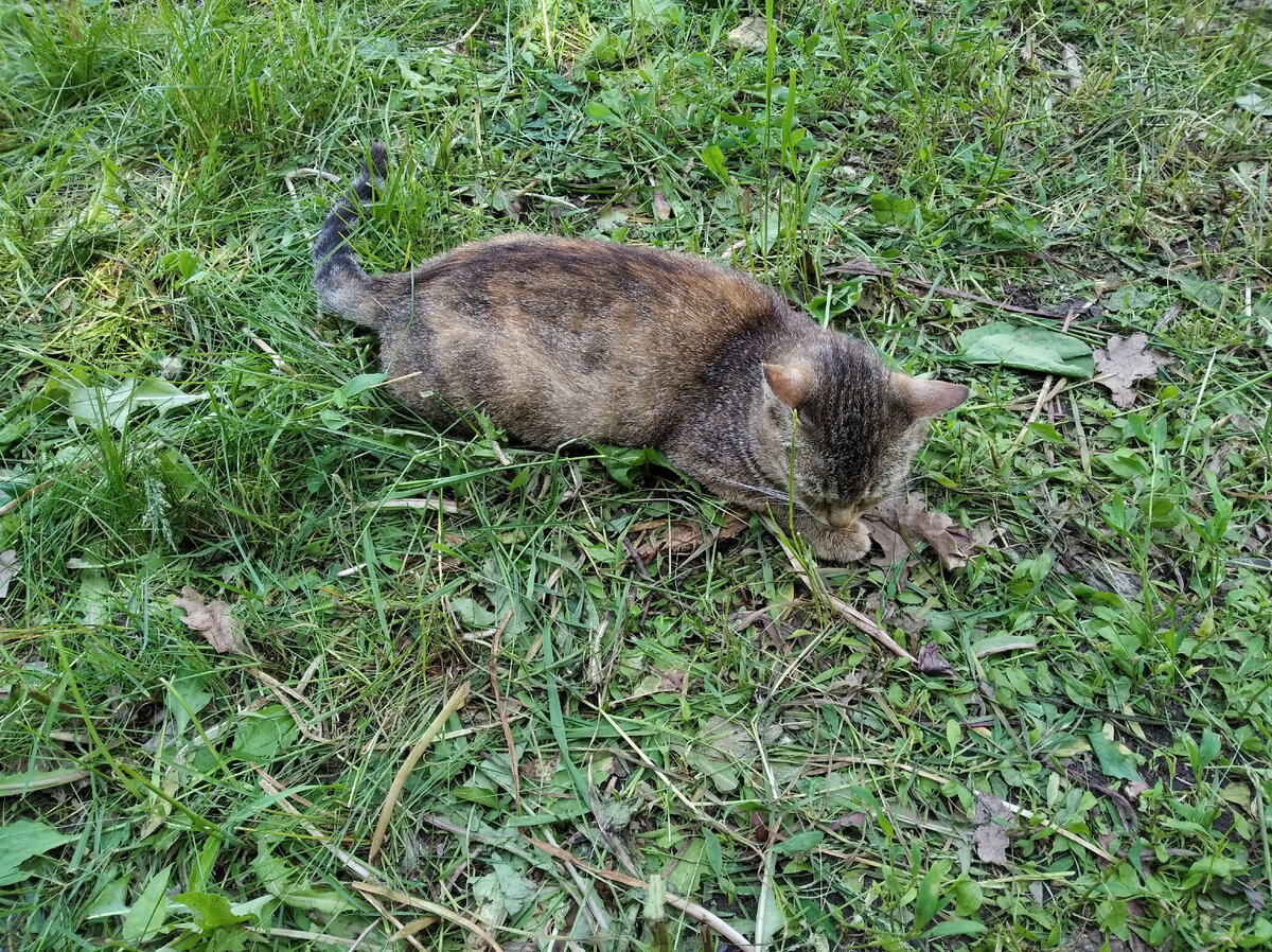 Спасибо пушистикам, что они такие милые