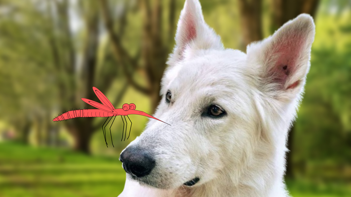 Вы знали, что комары переносят опасных для собак паразитов?