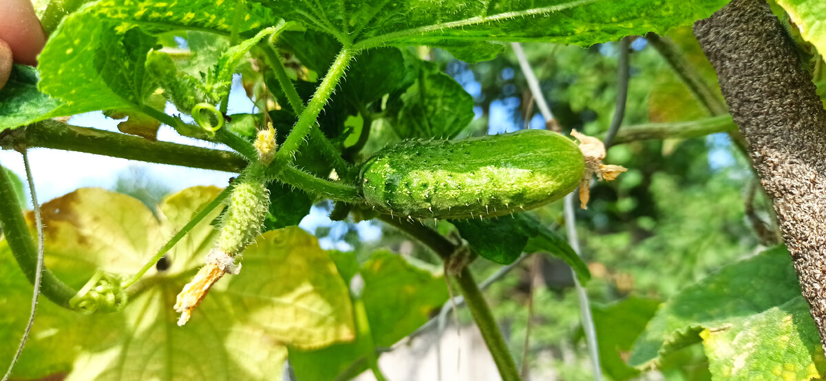 Огурцы Аннушка