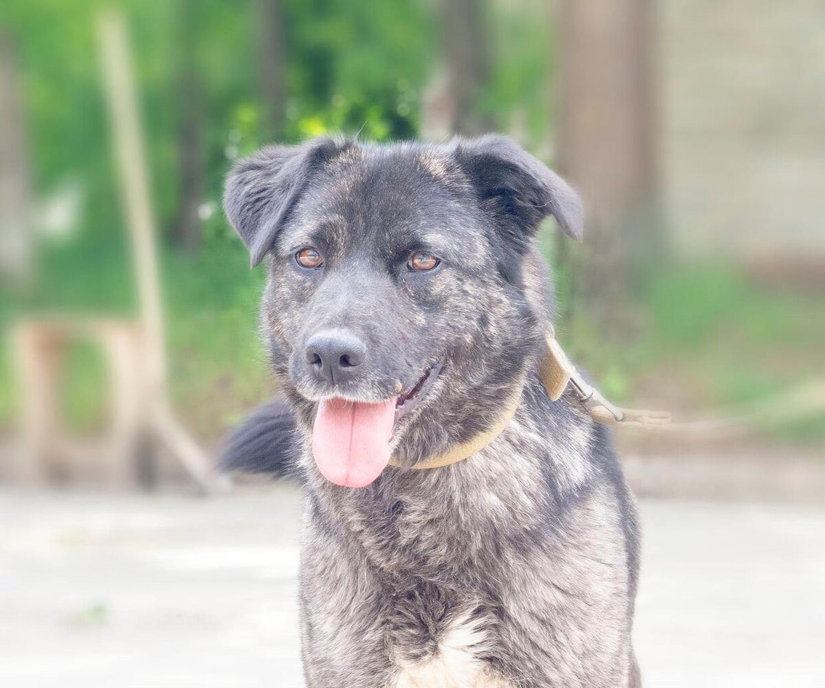 Наша Зебра! Фотосессию Зебре пока не успели провести. Но в следующий приезд фотографа, обязательно сделаем!