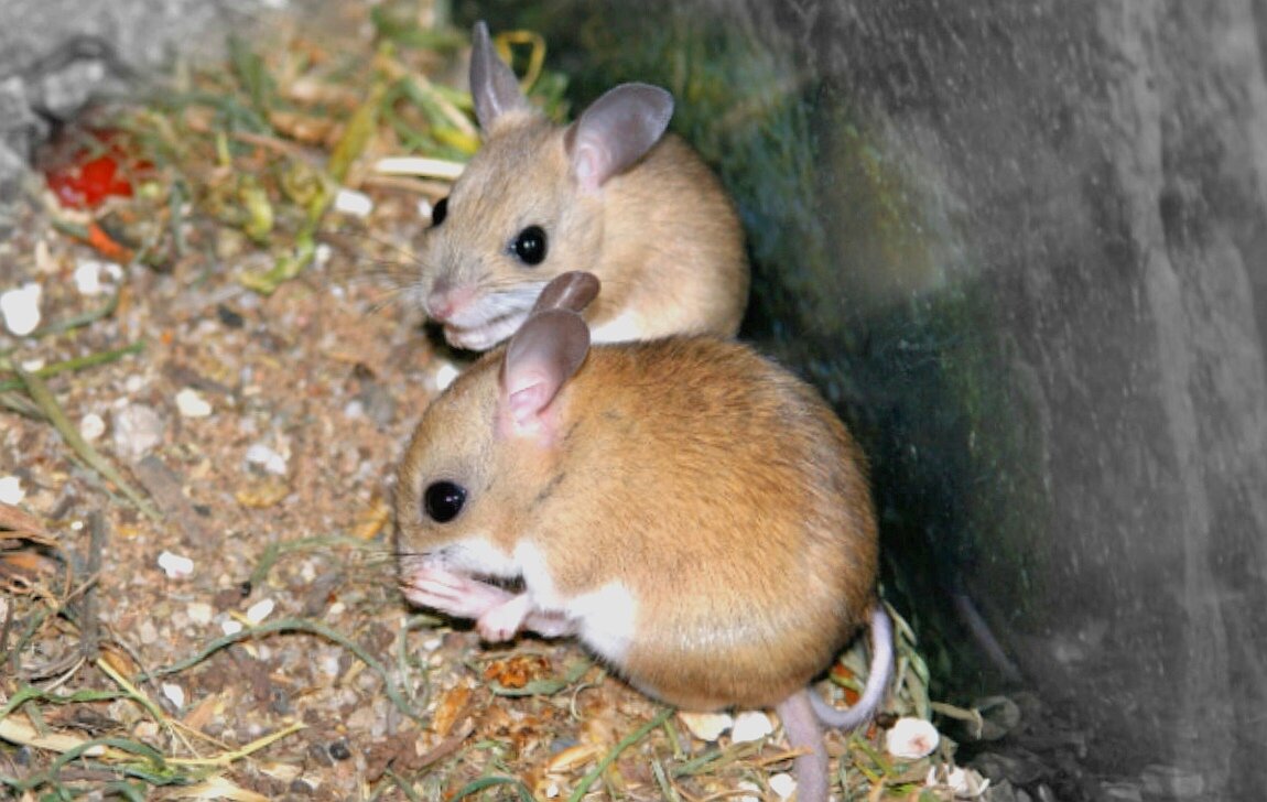 Ввиду тотального отсутсвия средств от грызунов в древнее время, местные жители Египта, смогли адаптироваться под тотальное нашествие мелких грызунов, используя их в качестве кулинарного блюда для своей семьи