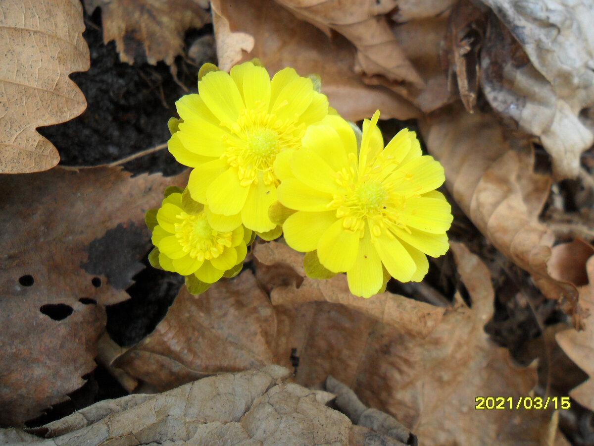 В 2021 году весна пришла 15 марта