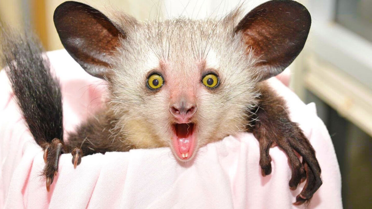 Мой дом страшно ай ай ай. Руконожка ай-ай. Мой дом страшно ай ай ай. Лемур руконожка. Ай-ай.