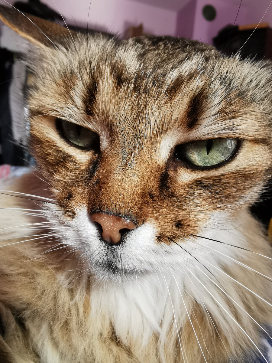 Это Мышь, прототип Муры