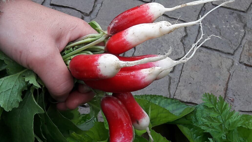 Люблю весной редиску "Французский завтрак"