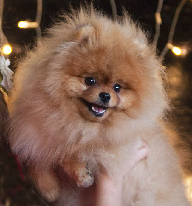 Орский Блюз Потап.