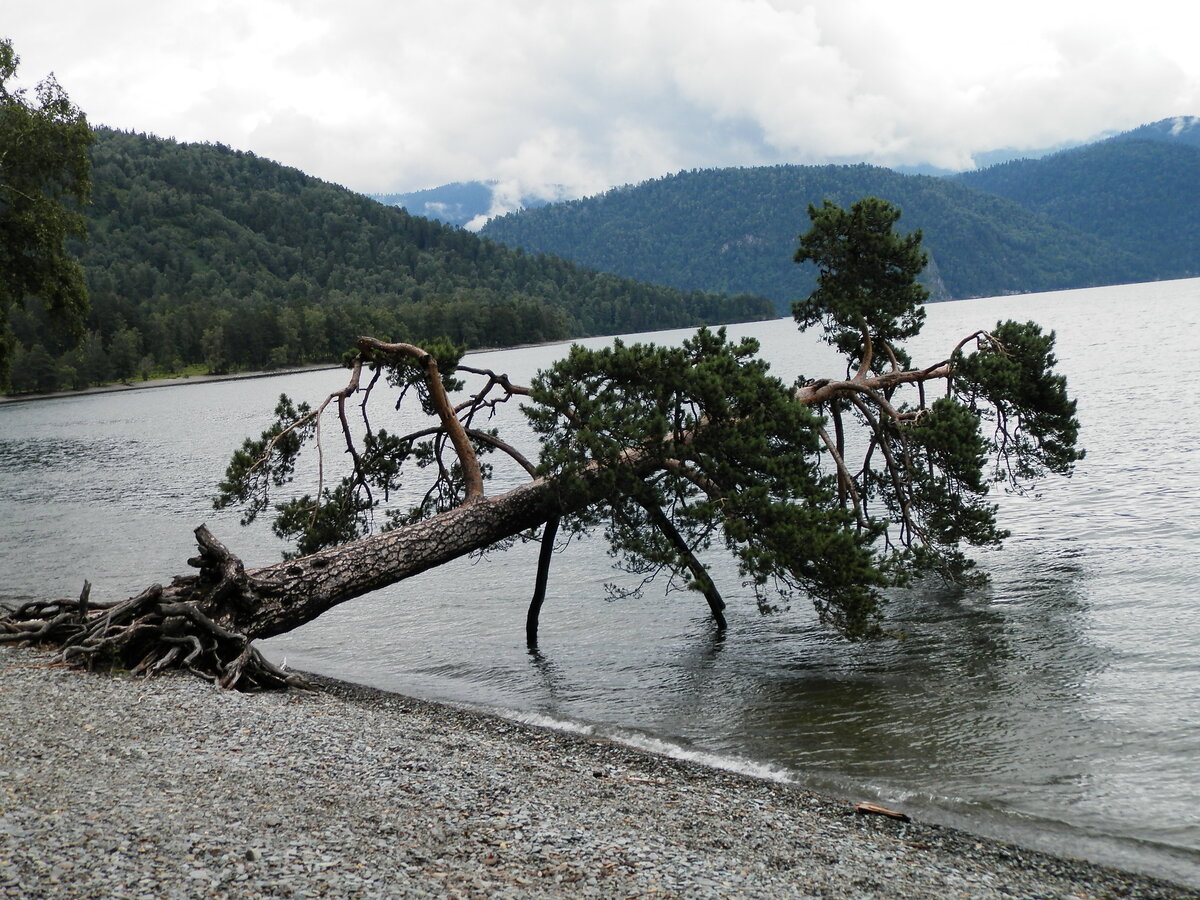 Поклонная сосна