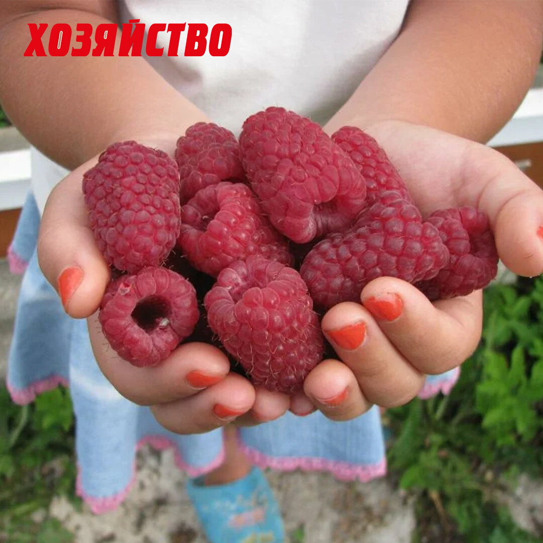 Сорт малины шапка мономаха. Саженцы малины шапка мономаха. Сорт шапка. Сорт шапка. Сорт шапка.