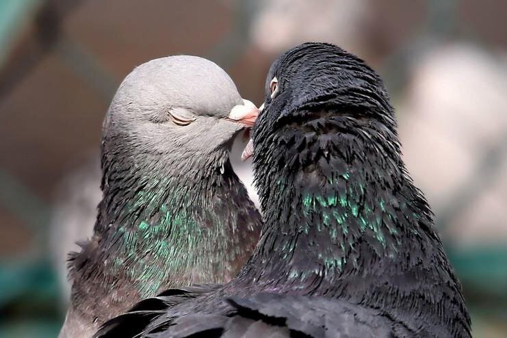     Если голуби перестанут трясти головой, они ослепнут! 5 удивительных фактов про голубей, о которых вы не догадывались