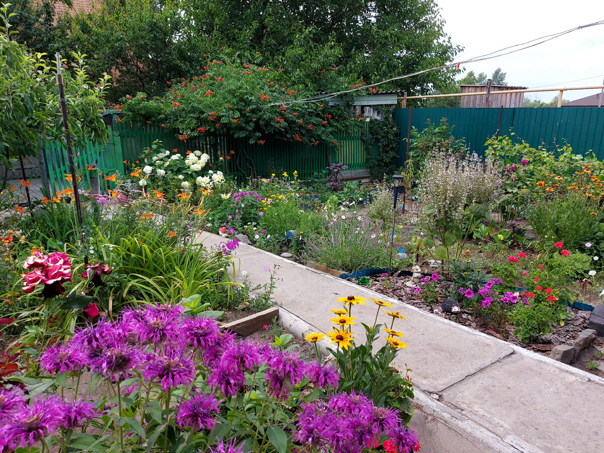 Дача. Июнь. Фото автора.