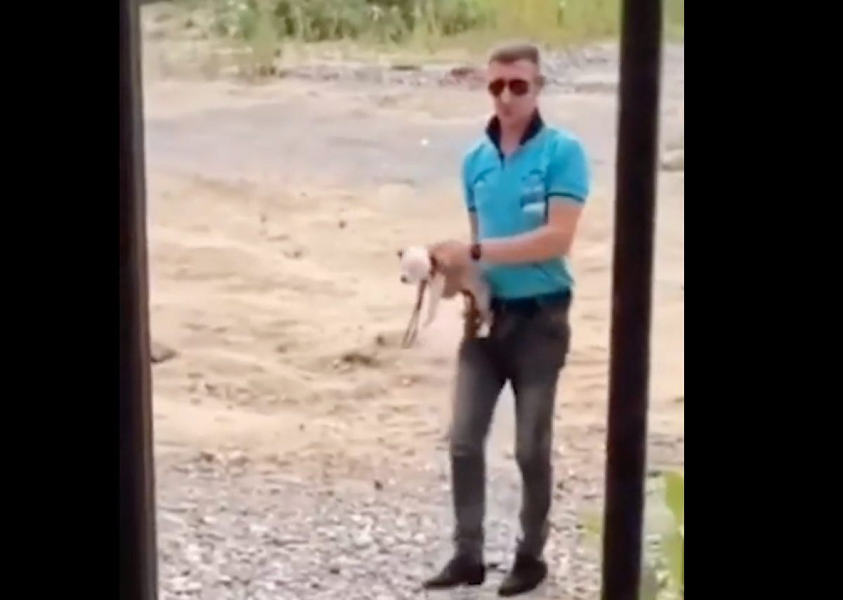    Новосибирцы просят забрать собаку у жестокого хозяина