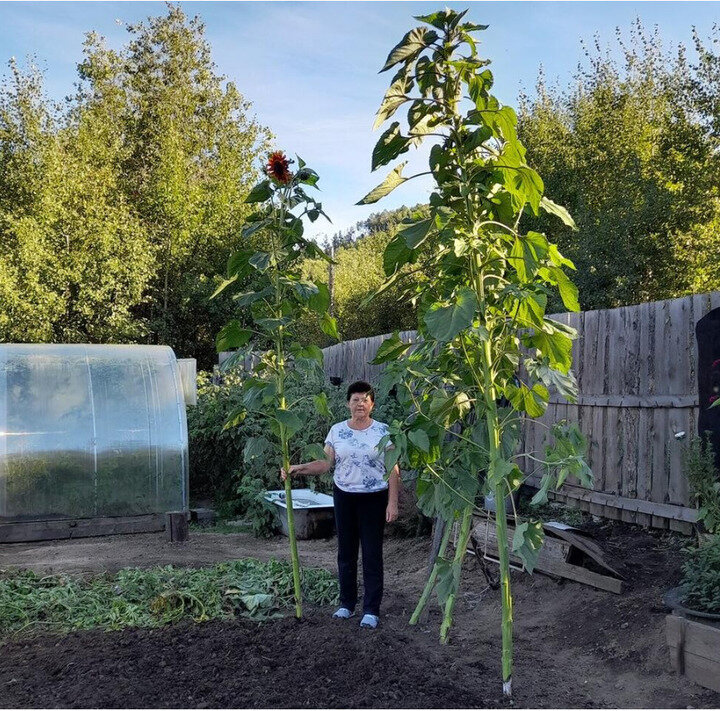Пятиметровые подсолнухи. Фото газеты "Байкальские огни".