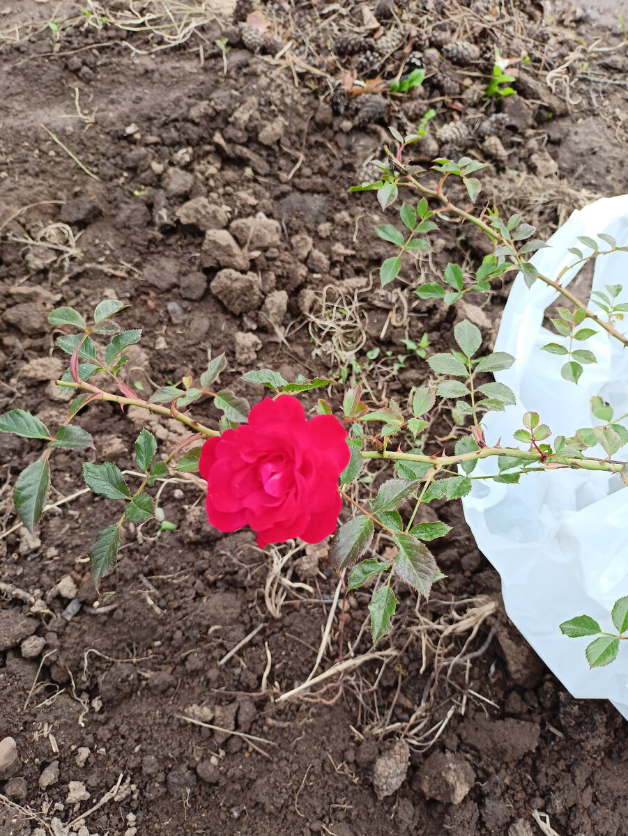 Сорт Лавли Фейри.