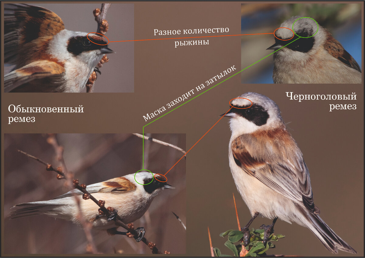 Фото: Жбир Денис