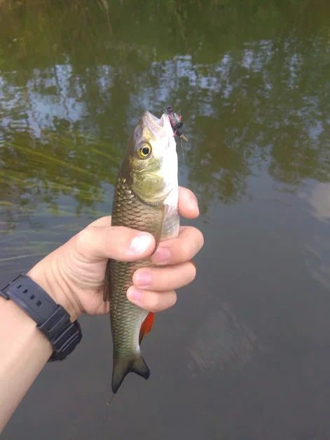 В этой реке я поймал своего первого головля.